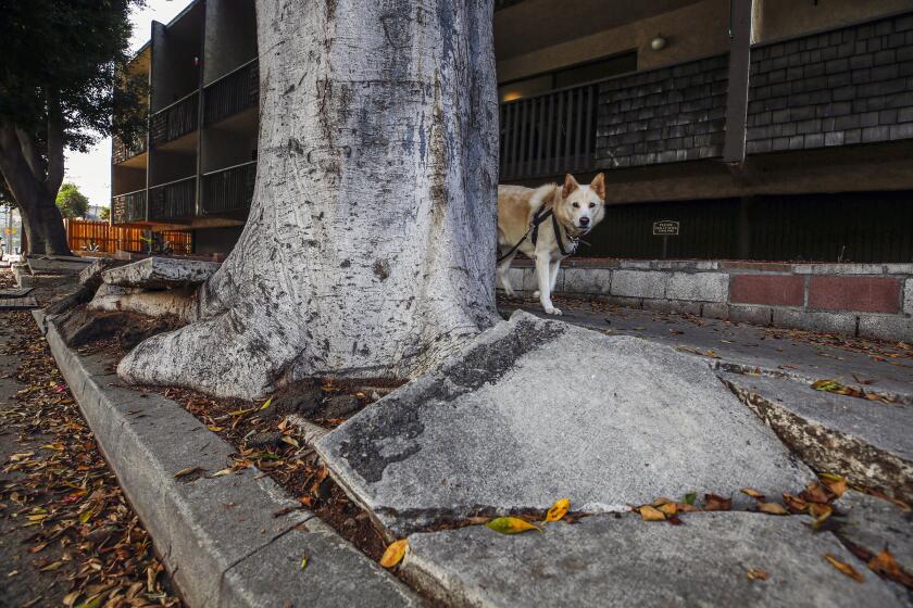 Los Angeles, CA - November 17: City of LA has release of a new audit urging lawmakers to make sweeping changes to the city's sidewalk repair program. A sidewalk that needs repair at 2300 block of Griffith Park Blvd. on Wednesday, Nov. 17, 2021 in Los Angeles, CA. (Irfan Khan / Los Angeles Times)