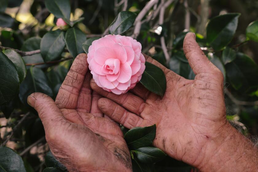 Altadena, CA - February 02: Tom Nuccio holds a Camellia flower in his hands at Nuccio's Nurseries on Thursday, Feb. 2, 2023 in Altadena, CA. The Camellia nursery opened its doors in 1935 and as young men, brothers Tom and Jim Nuccio took over the business but now both are in their 70s and family members are interested in continuing the business. They expect to close their doors in 2024. (Dania Maxwell / Los Angeles Times).