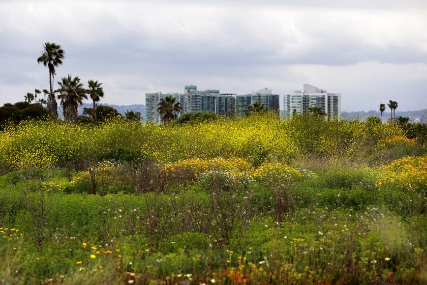 MARINA DEL REY-CA-MAY 30, 2023: Ballona Wetlands, is photographed on May 30, 2023, as a court rules in favor of environmentalists who challenged an environmental impact report on the California Department of Fish and Wildlife's plan to restore habitat and increase public access there. (Christina House / Los Angeles Times)