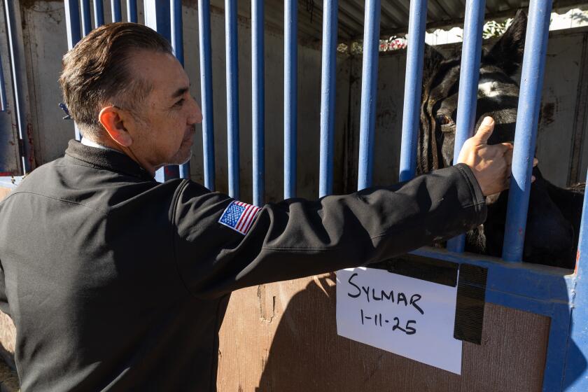 PICO RIVERA, CA - JANUARY 15: Pico Rivera City Manager Steve Carmona pets a horse evacuated to the Pico Rivera Sports Arena. The facility has opened its space to take in horses evacuated from the fires. Photographed on Wednesday, Jan. 15, 2025. (Myung J. Chun / Los Angeles Times)