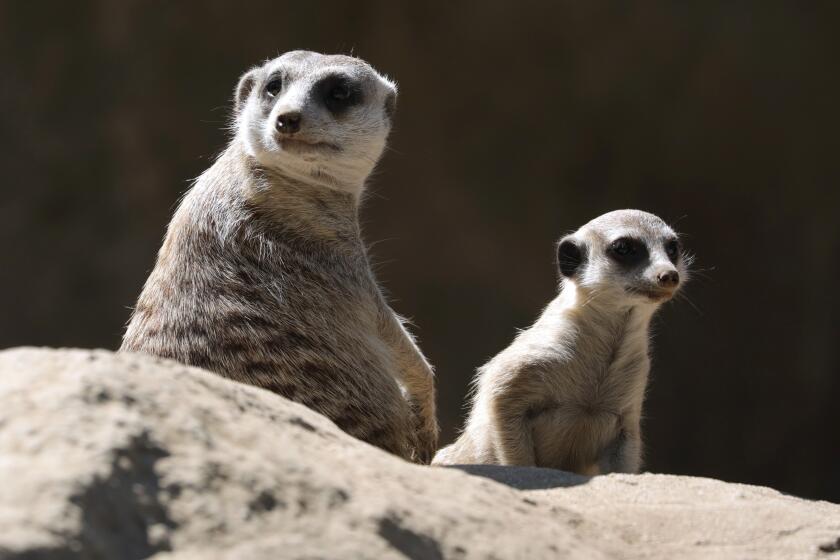 Meerkats