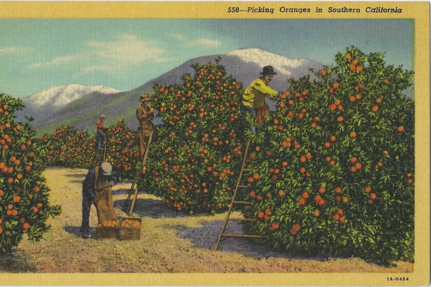 Postcard shows people on ladders picking oranges from trees laden with citrus.