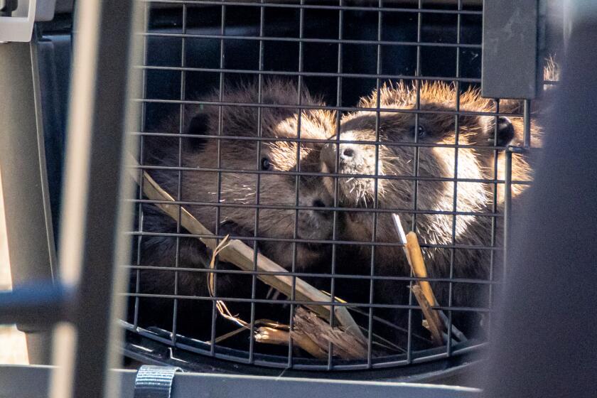 Two beavers in a carrier/cage 