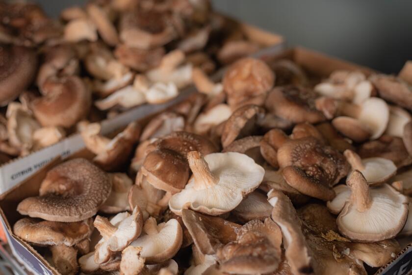 DESCANSO, CA - January 9, 2023: Close up of Shiitake mushrooms at Muellers Mushrooms in Descanso, CA. (Alan Nakkash / For The Times)