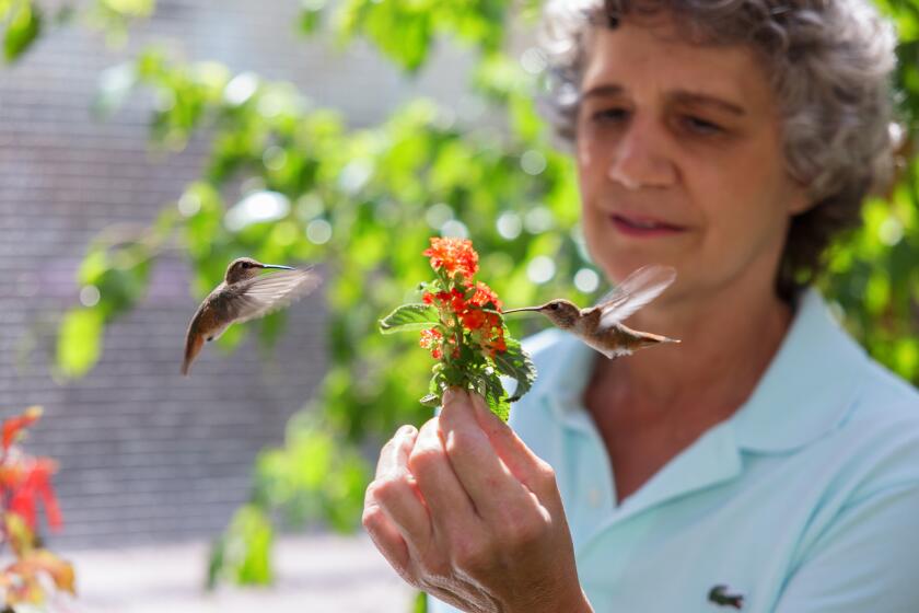 A woman holds a flower for a hovering hummingbird.