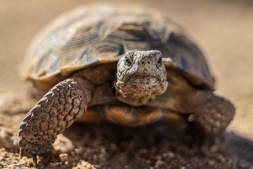 Twentynine Palms, CA, Tuesday, October 1, 2024 - The Tortoise Research and Captive Rearing Site rescues vulnerable tortoises from combat training areas throughout the vast Marine Corps base. (Robert Gauthier/Los Angeles Times)