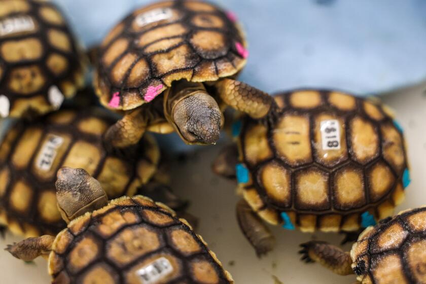 Twentynine Palms, CA, Tuesday, October 1, 2024 - Tortoise hatchlings are raised at the Tortoise Research and Captive Rearing Site. Vulnerable tortoises from combat training areas throughout the vast Marine Corps base are cared for at the facility. (Robert Gauthier/Los Angeles Times)