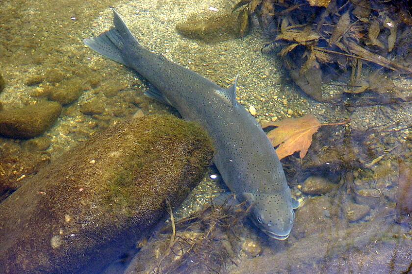 File photo of a Southern California Steelhead trout. Southern California steelhead trout have been listed as endangered by the state. Environmental advocates say there is still hope the fish can recover.