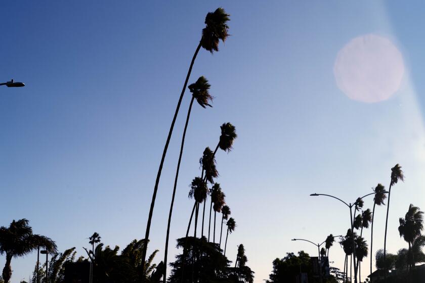 Tall palm trees sway in the wind early on Wednesday, Nov. 16, 2022, in the San Fernando Valley section of Los Angeles. Powerful Santa Ana winds are lashing Southern California, toppling big rigs on highways and spreading a fire that destroyed two structures. (AP Photo/Richard Vogel)